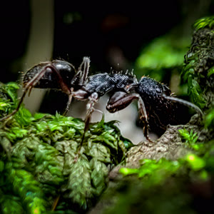 Carpenter ant, a common Newburgh, NY home pest treated by StrongArm Pest Control