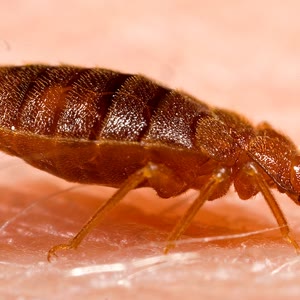 Bed bug, treated in Newburgh, NY homes and businesses by StrongArm Pest Control