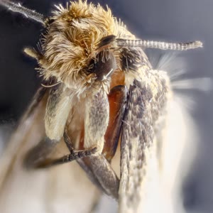 Clothes moth, treated in Newburgh, NY closets and pantries by StrongArm Pest Control