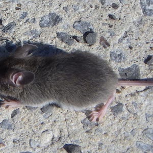 House mouse, a common Newburgh, NY rodent pest treated by StrongArm Pest Control