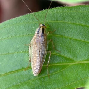 German cockroach, treated in Newburgh, NY kitchens and basements by StrongArm Pest Control