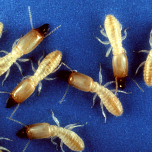 Subterranean termite, a wood-damaging pest inspected by StrongArm Pest Control in Newburgh, NY