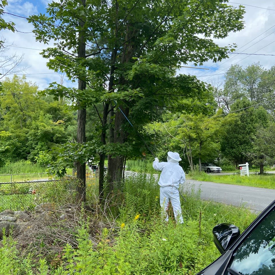StrongArm Pest Control technician treating a wasp nest in a tree in Newburgh, NY