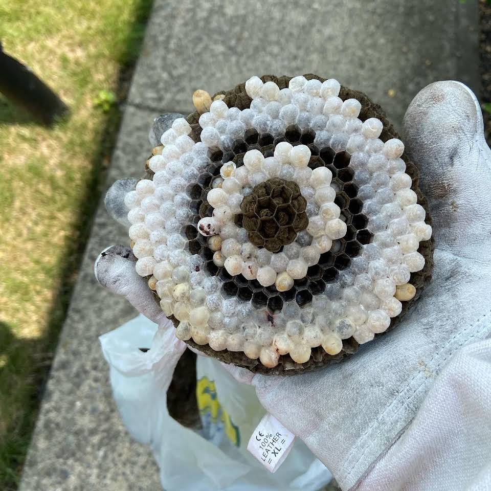 Wasp nest removed by StrongArm Pest Control